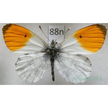 Anthocharis cardamines (Linnaeus, 1758) male Zorzynek rzeżuchowiec Poland88n